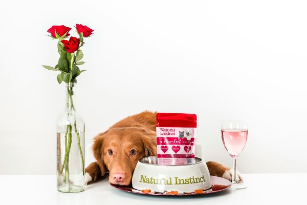 Benefits and Recommendations of Fresh Dog Food Made with Real Ingredients for Your Dog in 2024