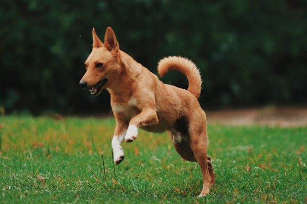 Acana Dog Food Reviews: Why It’s a Popular Choice Acana Dog Food Reviews: Why It’s a Popular Choice