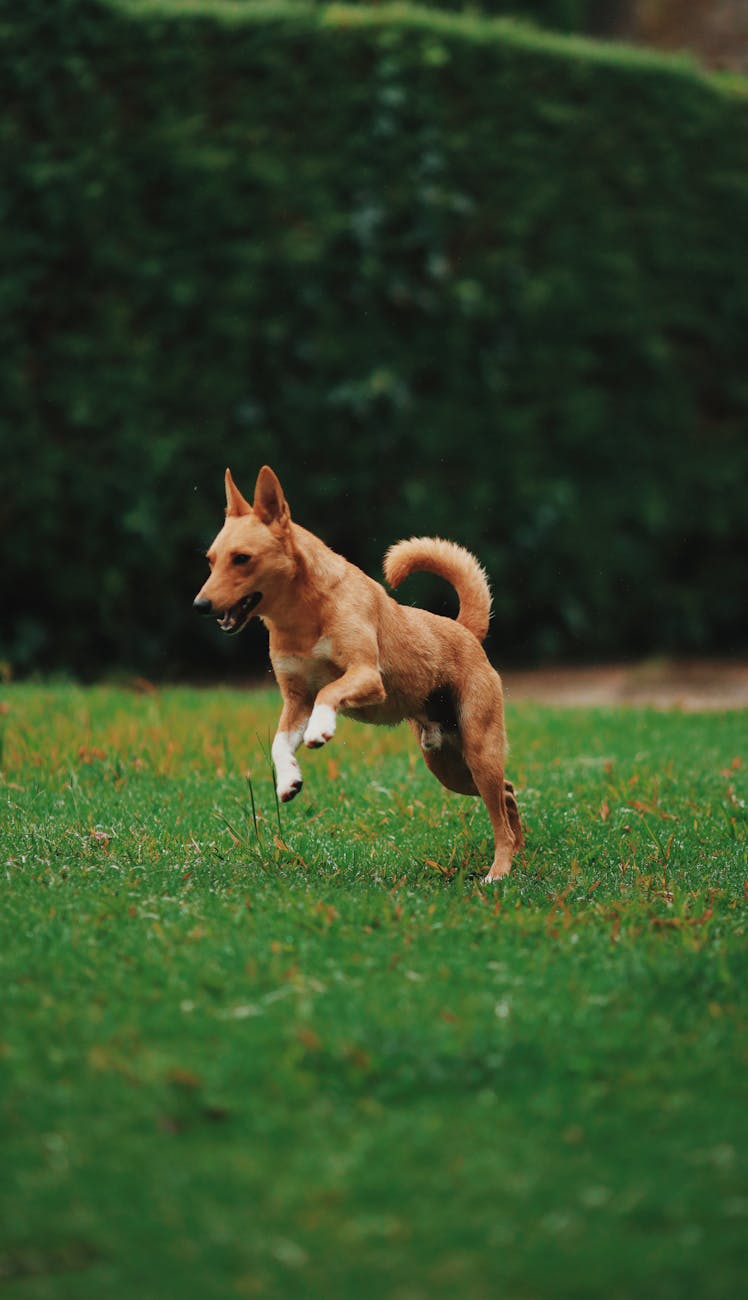 Acana Dog Food Reviews: Why It’s a Popular Choice