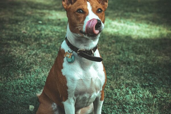 American Bulldog Puppies: Traits and Tips for First-Time Owners