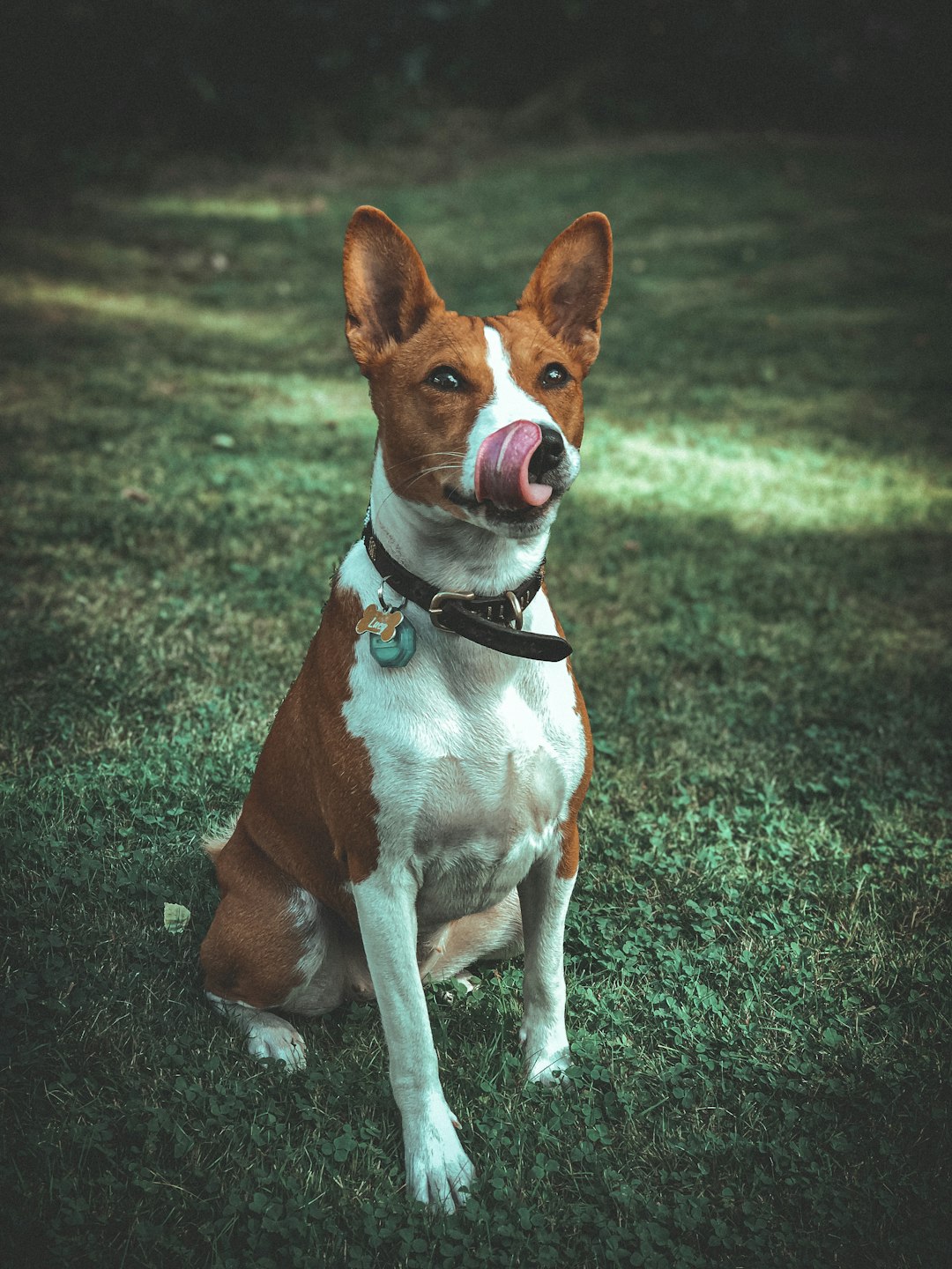 American Bulldog Puppies: Traits and Tips for First-Time Owners
