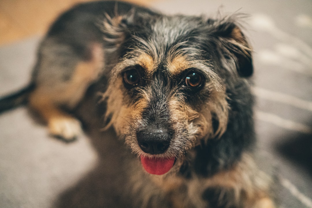 Belgian Malinois vs German Shepherd: Which Breed Is Right for You?