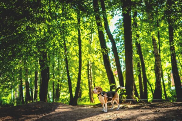 Bernese Mountain Dog Puppies: Caring for These Gentle Giants
