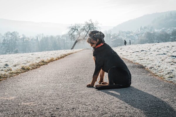 Bernese Mountain Dog Puppies: Tips for Raising This Gentle Giant