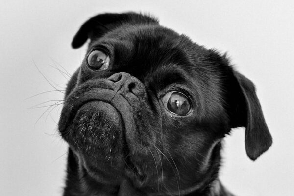 Best Dry Dog Food for Skin Allergies: Top Products for Relief Best Dry Dog Food for Skin Allergies: Top Products for Relief