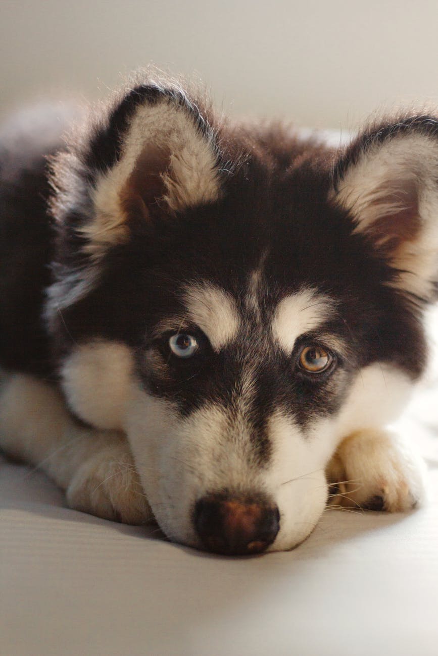 Best Large Breed Dog Food: Top Picks for Big Dogs