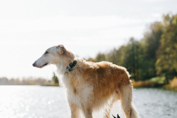 Best Large Breed Puppy Food: Nutritional Needs for Growing Pups