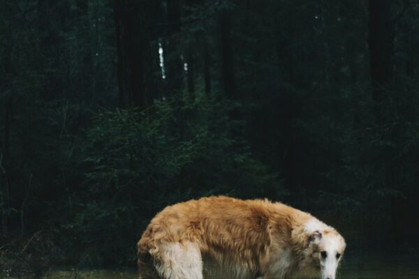 Best Puppy Food for Large Breeds: Top Picks for Growing Giants