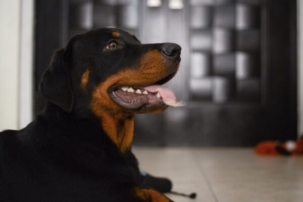Black and Tan Coonhound: Characteristics and Care Tips