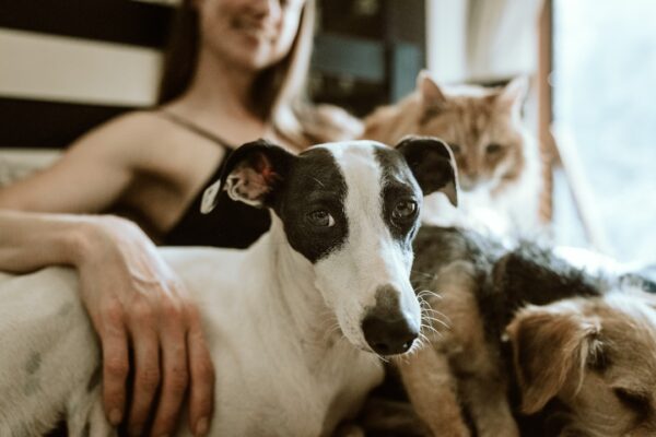 Blood in Dog Urine: Causes and When to Seek Veterinary Care