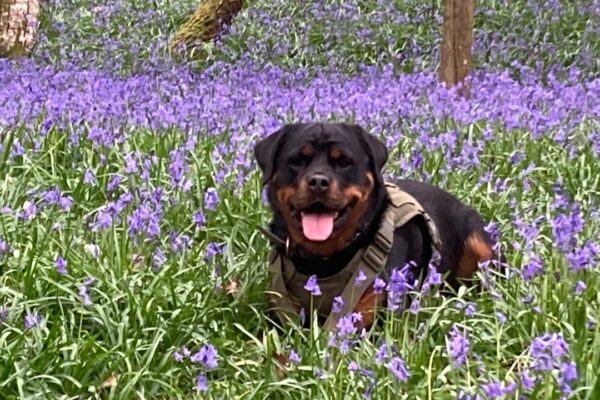 Bloodhound Puppies: Understanding Their Unique Traits and Care Needs