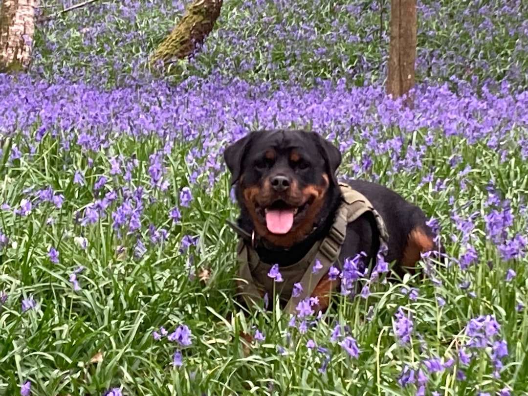 Bloodhound Puppies: Understanding Their Unique Traits and Care Needs