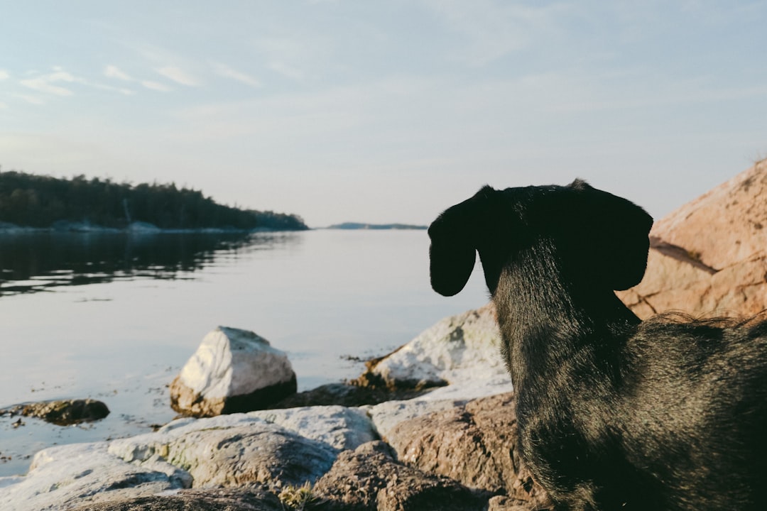 Bully Kutta: Understanding the Strength and Temperament of This Breed