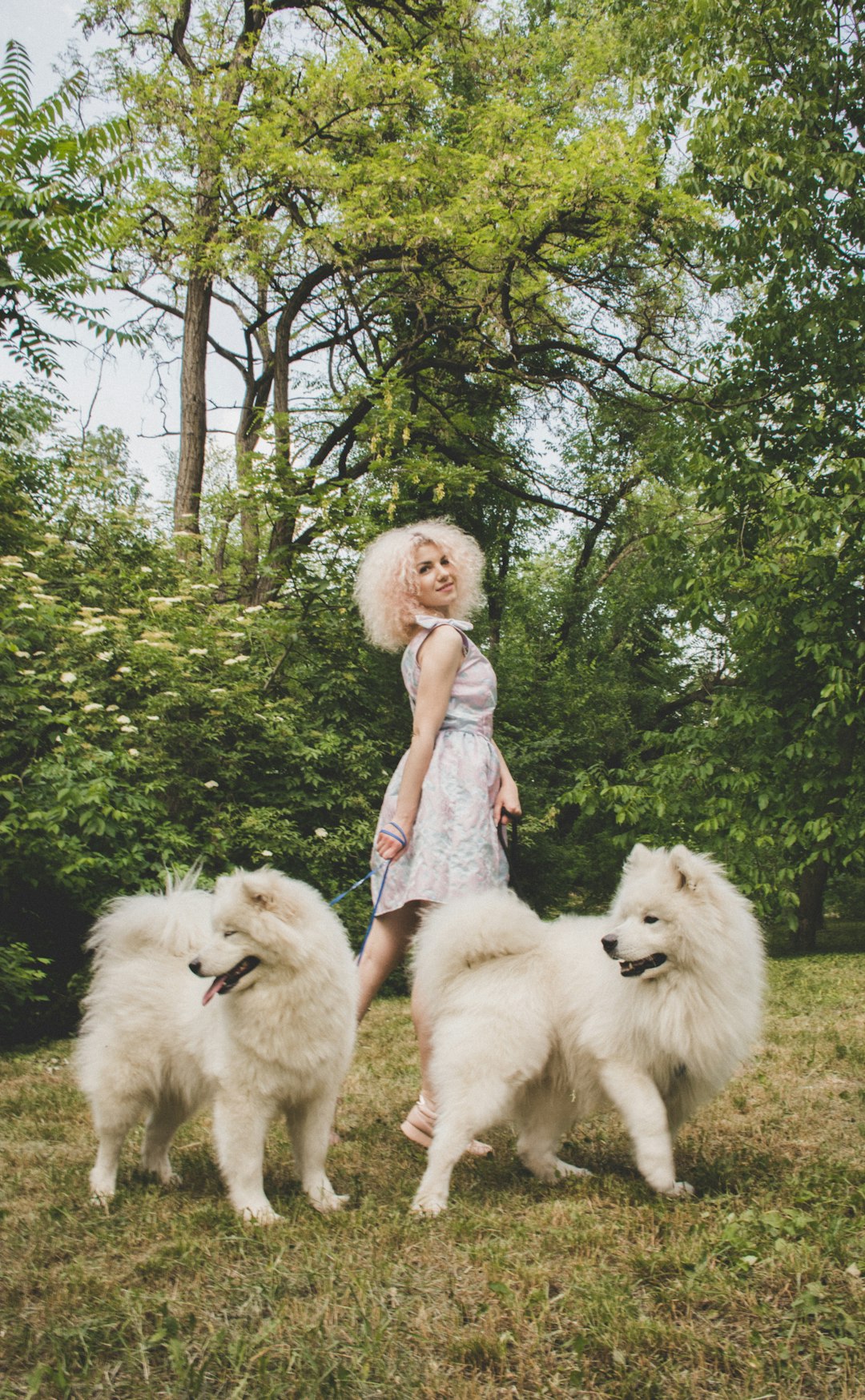 Can Dogs Eat Raw Chicken? Exploring Safety and Risks