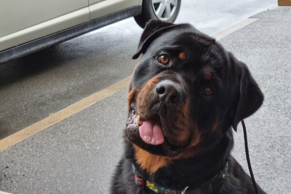Cane Corso: Understanding the Strength and Temperament of This Breed
