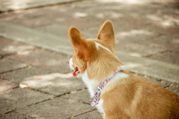 Chihuahua Puppies for Sale Near Me: Caring for Your Tiny Companion