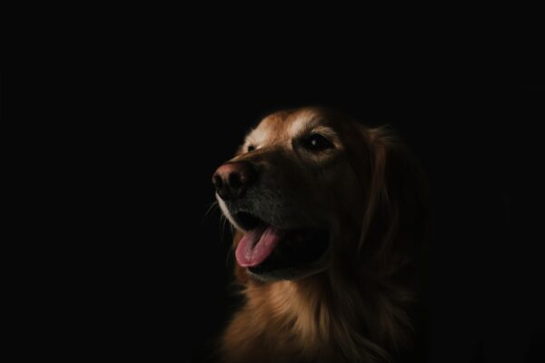 Diamond Naturals Skin and Coat: Nourishing Your Dog's Coat and Skin
