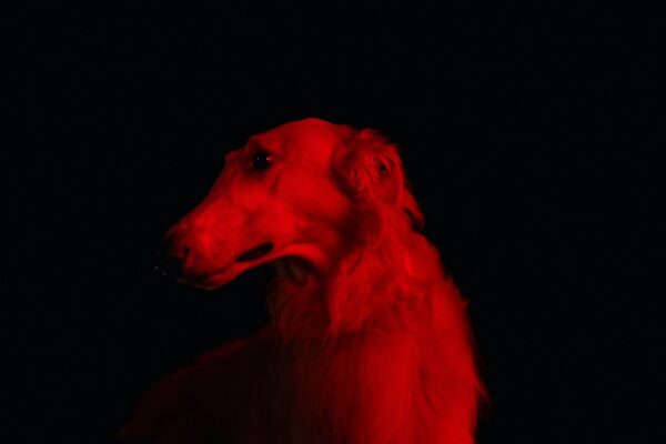 Diamond Puppy: Understanding the Traits of This Unique Breed