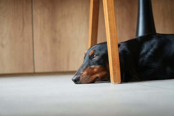 Doberman: Understanding the Strength and Intelligence of This Breed