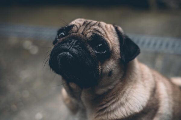 Dog Dry Skin: Causes, Symptoms, and Effective Treatments