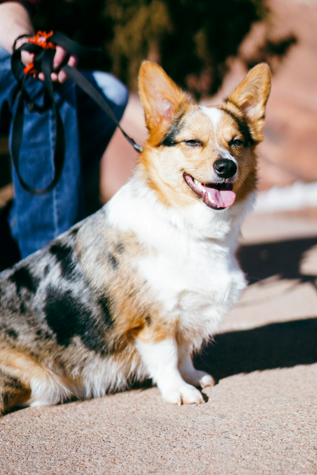 Dog Stocking: Fun Ideas for Pet Holiday Treats