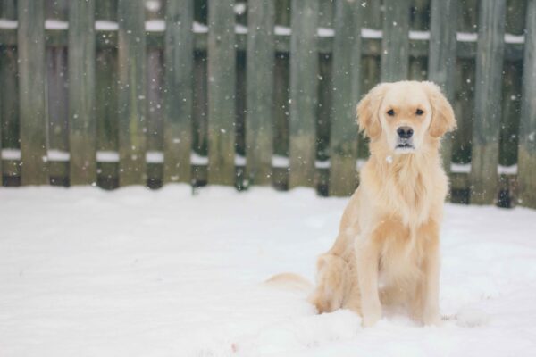 Dog Throwing Up Undigested Food: Understanding the Causes