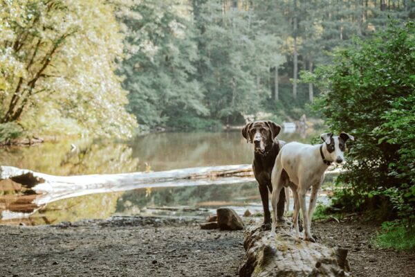 Dog Throwing Up White Foam: Common Causes and Solutions