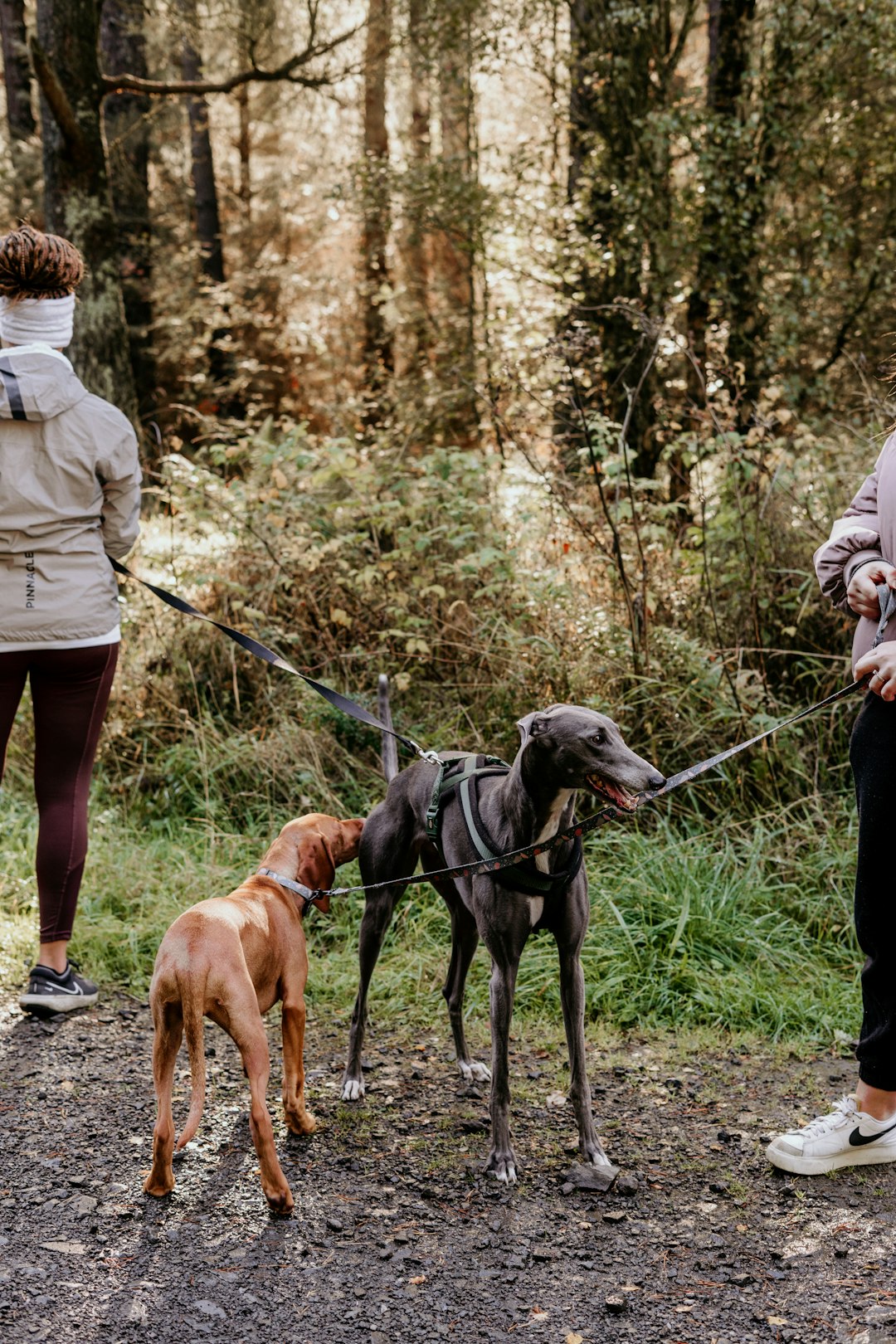 Doggy Steps: The Benefits of Providing Easy Access for Your Pup