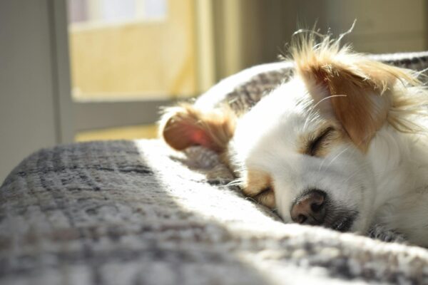 Fiber for Dogs: How It Benefits Their Health and Digestion Fiber for Dogs: How It Benefits Their Health and Digestion