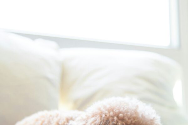 Fluffy Dogs: The Most Adorable Breeds with Fluffy Coats