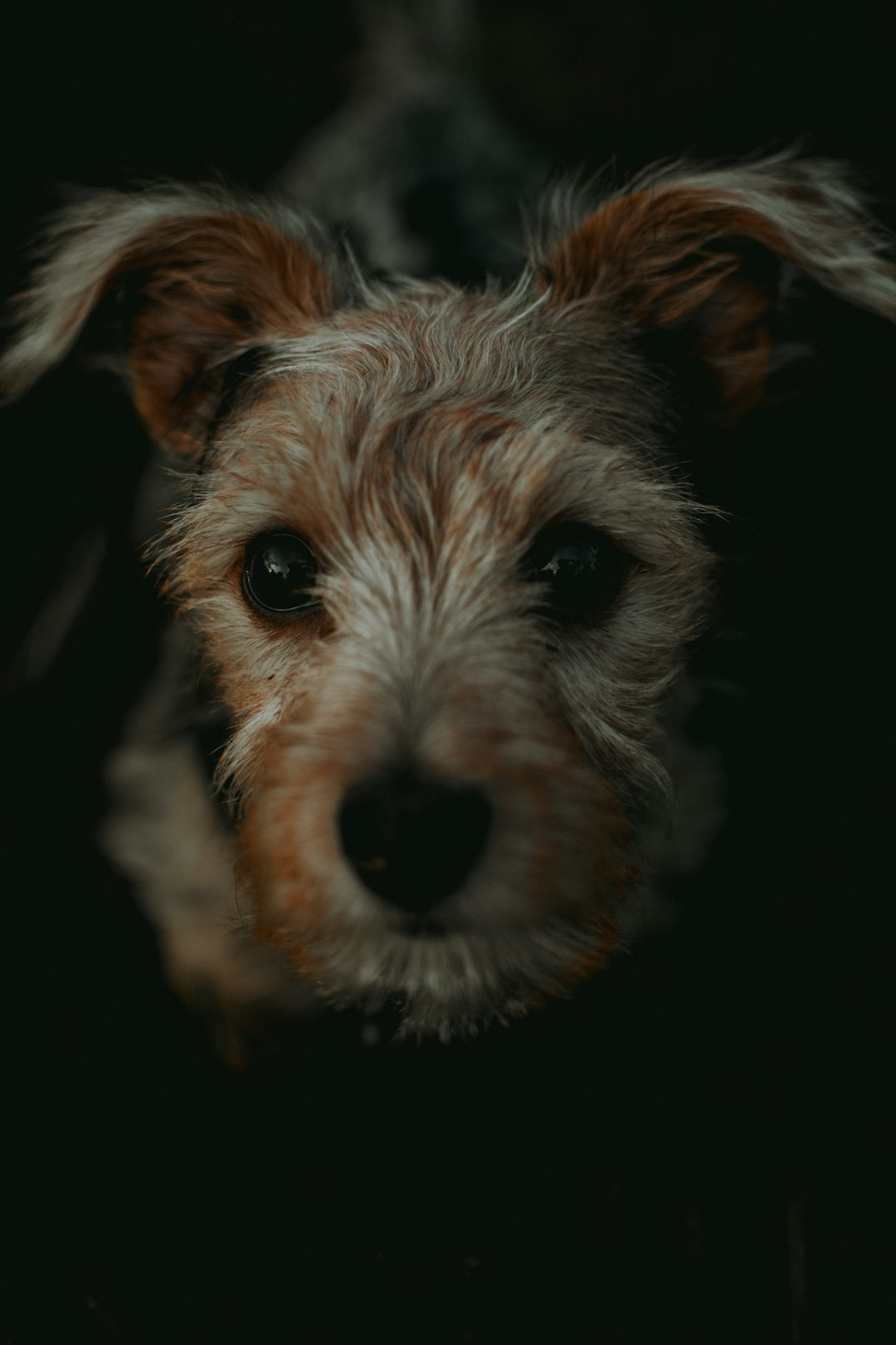 German Shepherd Doberman Mix: Traits to Know About This Strong Hybrid