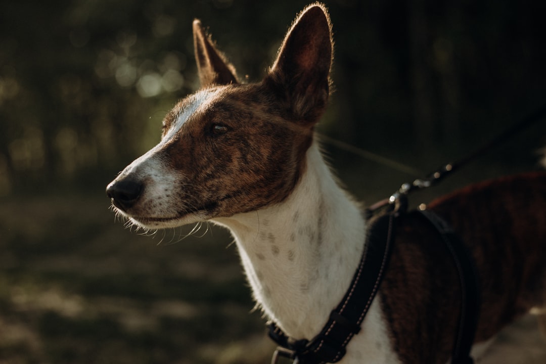 German Shepherd Puppies for Sale Near Me: Finding Your Perfect Pup