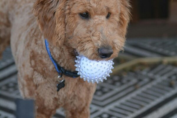 Golden Retriever Puppies: Tips for Raising a Happy and Healthy Pup