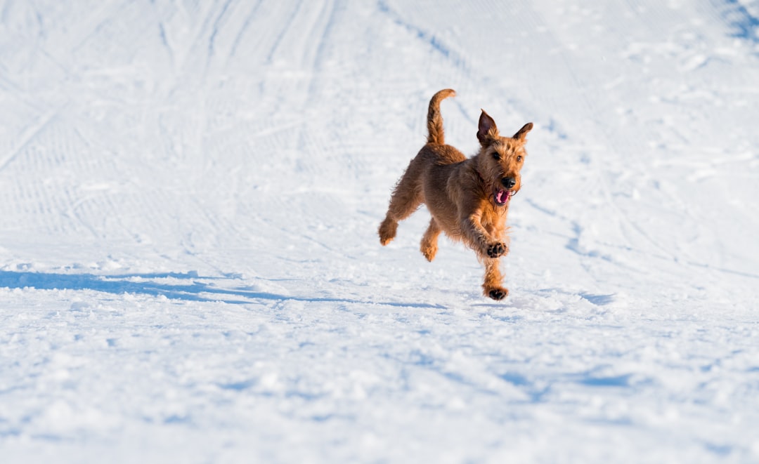 Golden Retriever Puppy: Tips for Raising a Happy and Healthy Companion