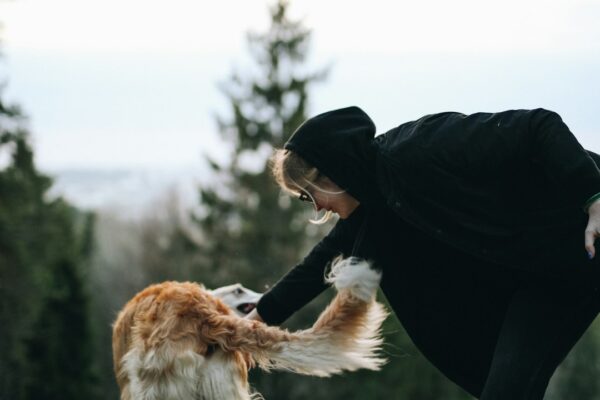 Golden Retriever Puppy: What You Need to Know About This Friendly Breed