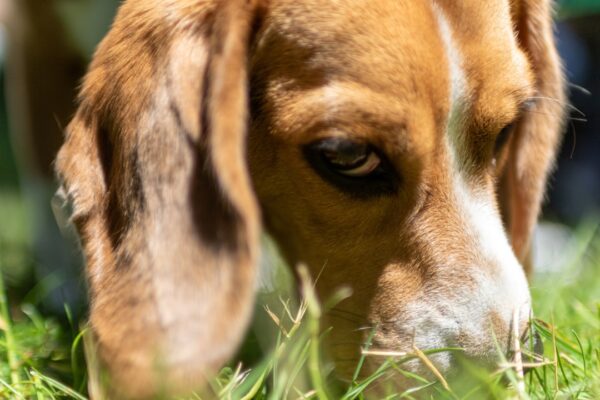 Golden Shepherd: Traits and Temperament of This Affectionate Mix