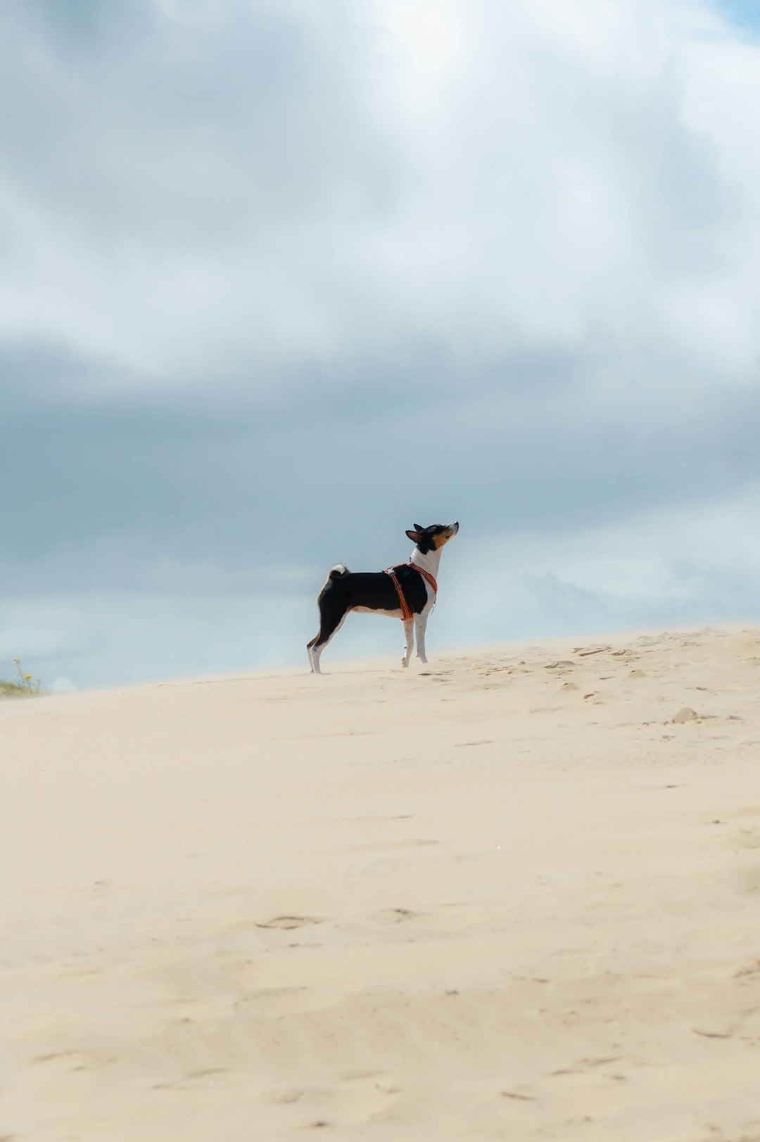 Great Dane Puppies: Caring for Your Gentle Giant