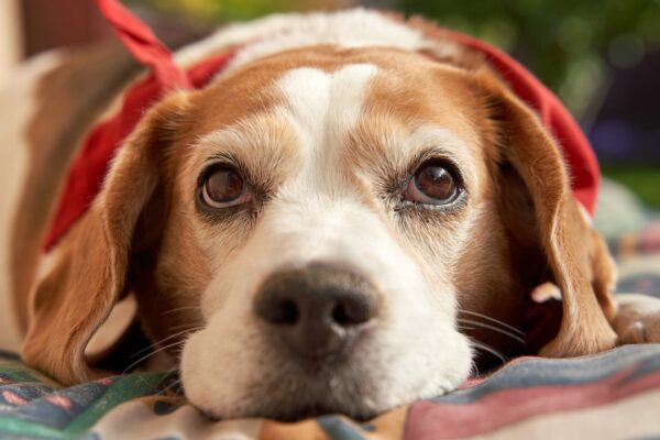 Greater Swiss Mountain Dog: Exploring Traits and Temperament