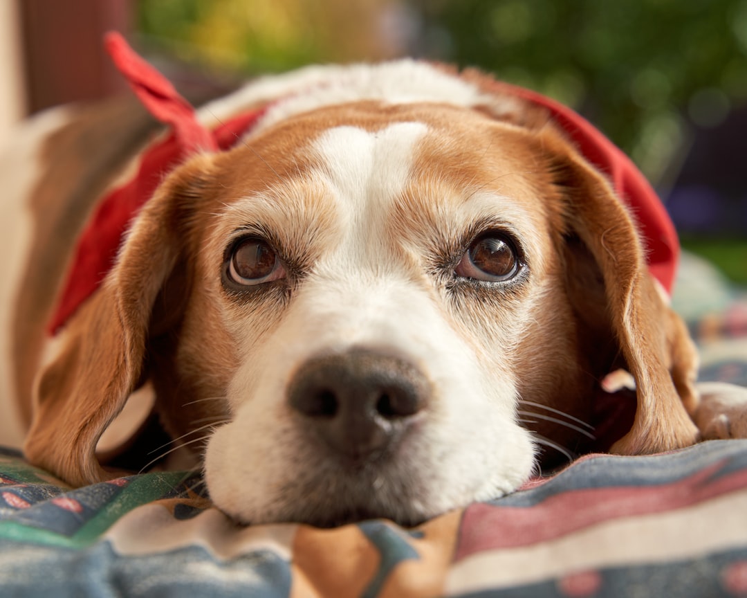 Greater Swiss Mountain Dog: Exploring Traits and Temperament
