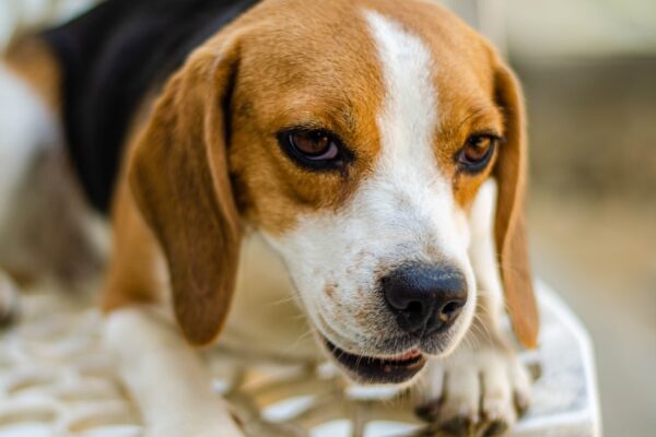 Greater Swiss Mountain Dog: Understanding Their Traits and Needs