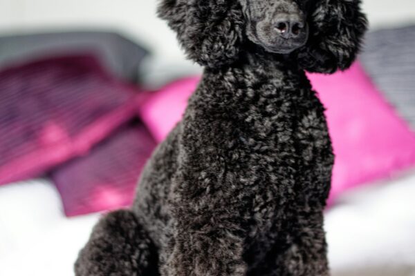 Havanese Dogs: Characteristics and Care for This Charming Breed