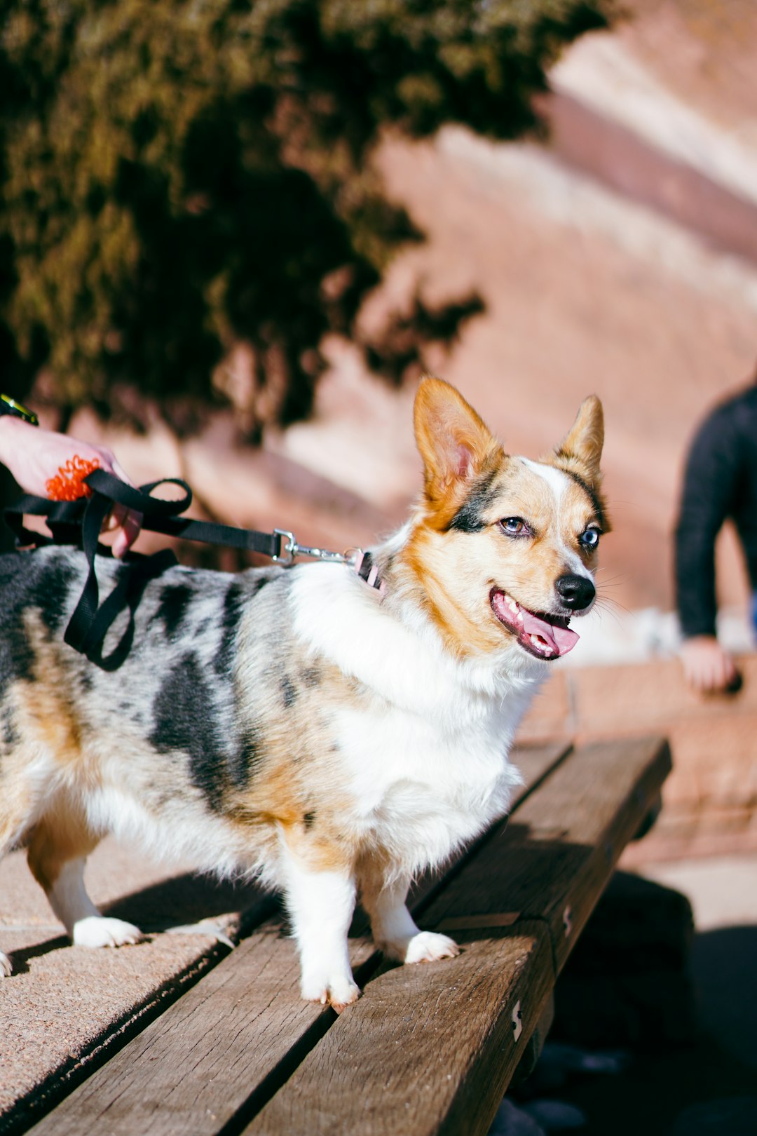 Indestructible Dog Bed: Reviews of the Toughest Beds