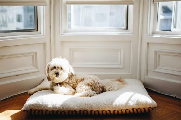 Irish Doodle: The Charming Irish Setter and Poodle Mix