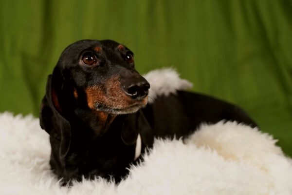Irish Red and White Setter: Traits and Care for This Beautiful Breed