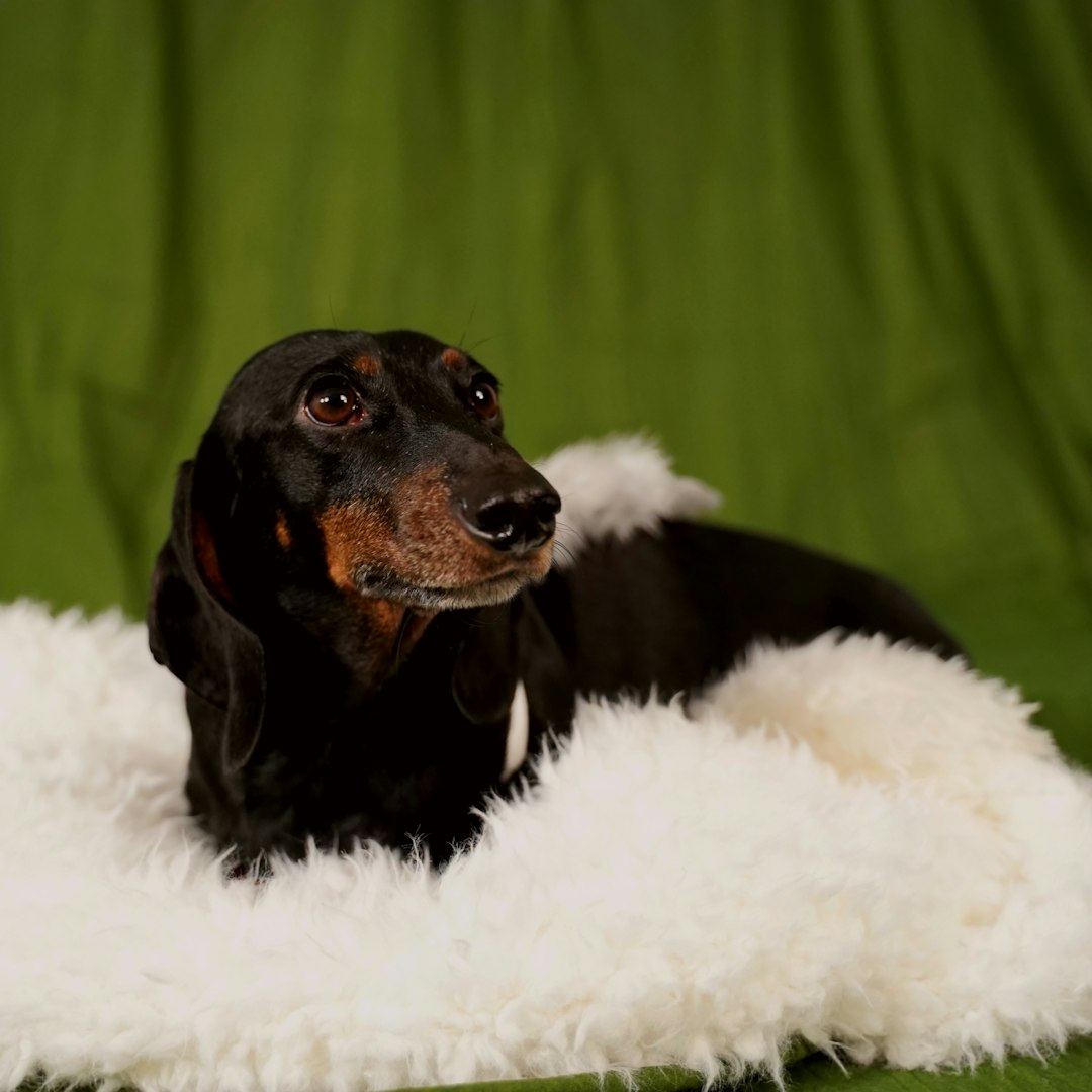 Irish Red and White Setter: Traits and Care for This Beautiful Breed