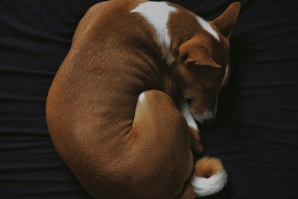 Jack Russell Puppies: Energetic and Playful Companions