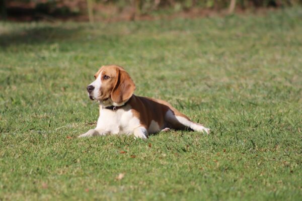 Jack Russell Puppies: Raising and Caring for Your Energetic Pup