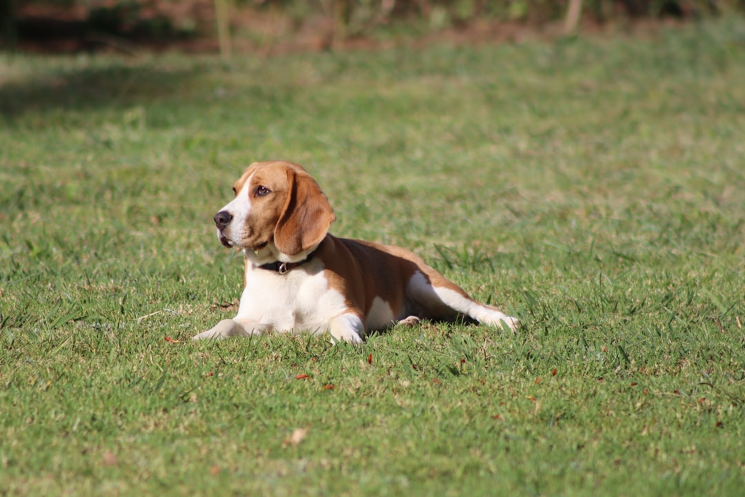Jack Russell Puppies: Raising and Caring for Your Energetic Pup