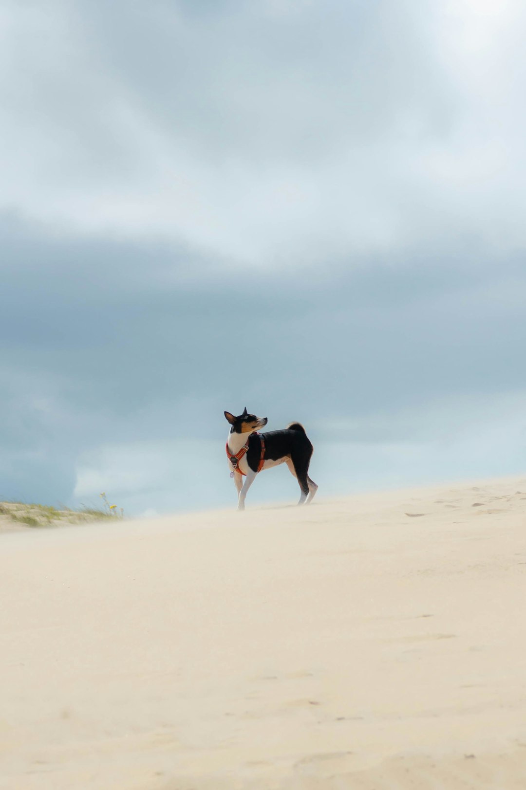 Jack Russell Puppies: What Every Owner Should Know