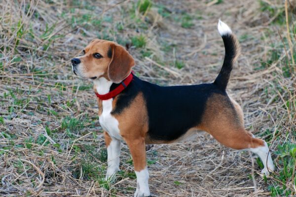 Lab Pit Mix: Understanding the Characteristics and Care Needs